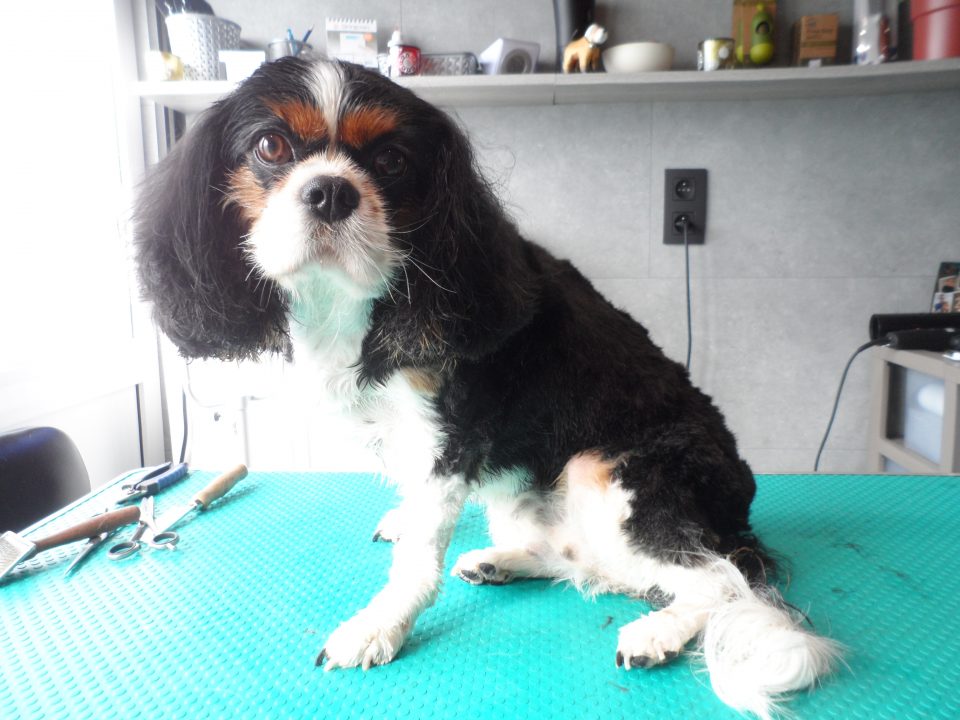 Lady - Cavalier King Chales